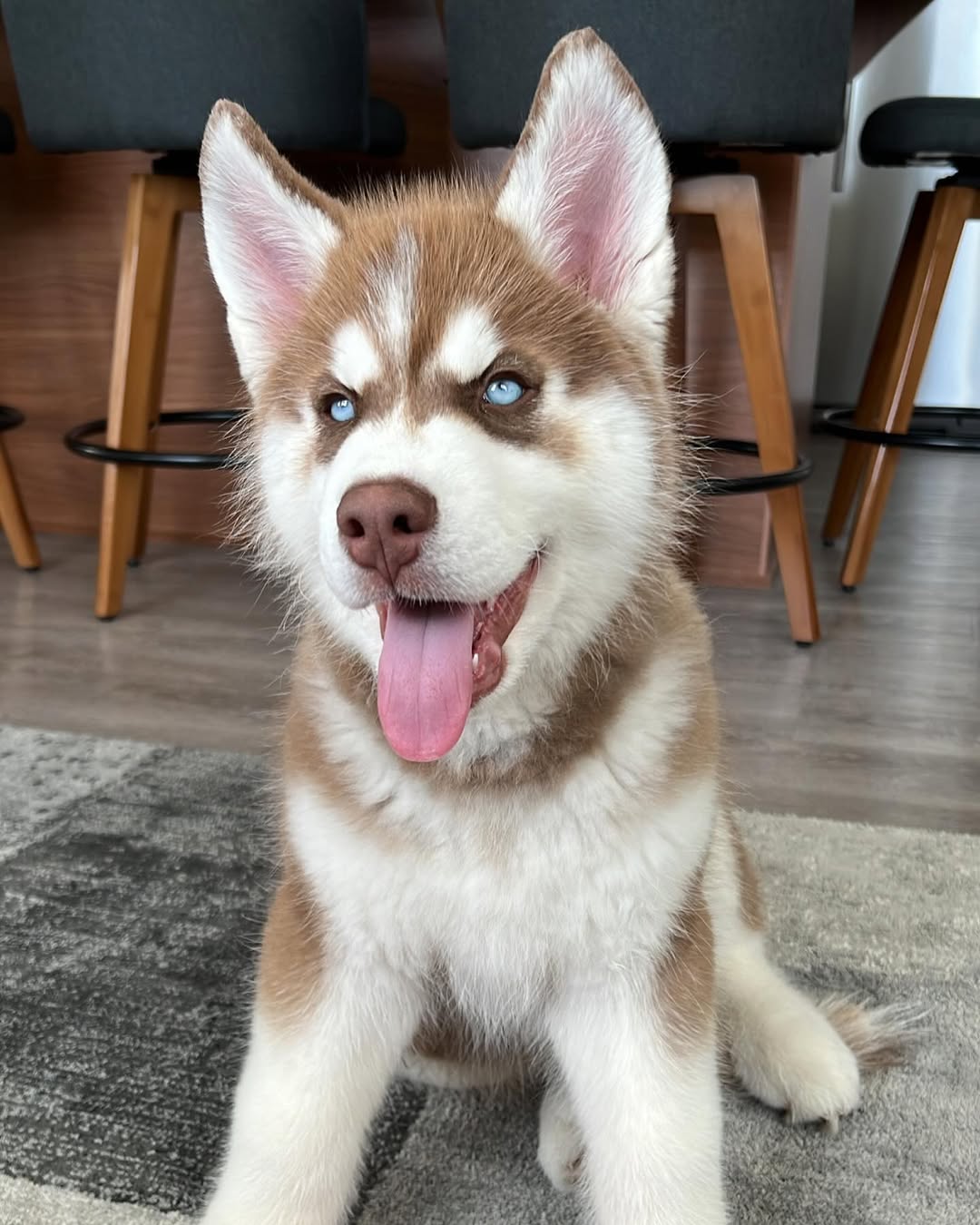 Fluffy, weiblicher Sibirischer Husky Welpe